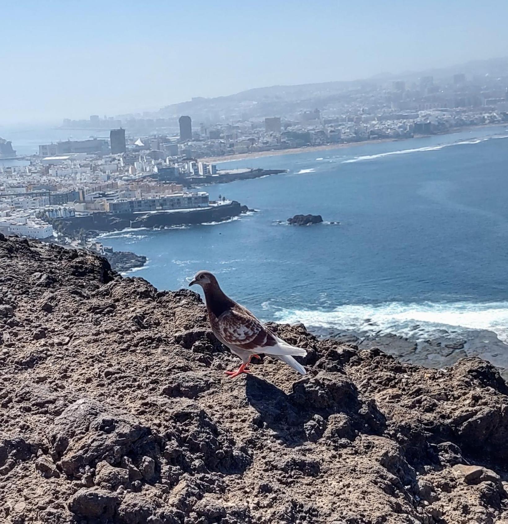 Bkd1 - Entero A 50 Metros Playa De Canteras * Las Palmas de Gran Canaria
